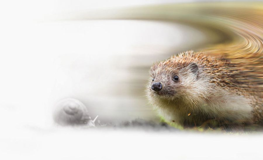 Schneller Igel